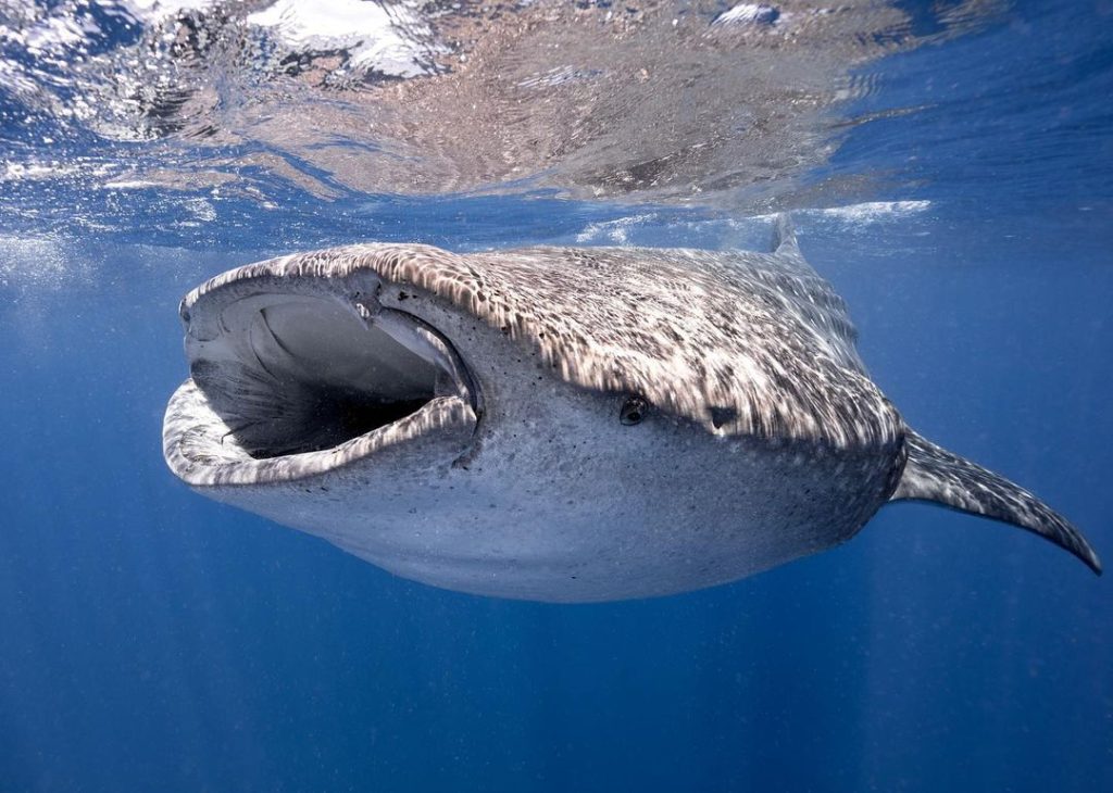 komodo trip